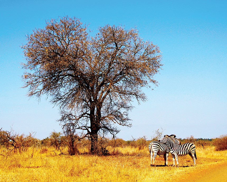 Kruger National Park